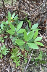 Pittosporum cornifolium