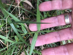 Ottochloa gracillima