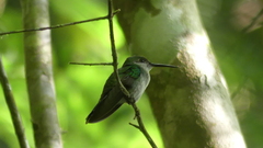 Chalybura buffonii