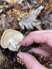 Lactarius xanthogalactus