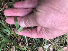 Ottochloa gracillima