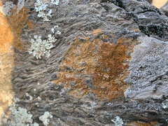 Xanthocarpia feracissima