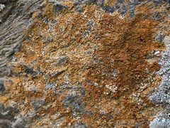 Xanthocarpia feracissima