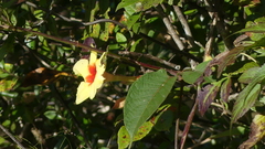 Mandevilla hirsuta