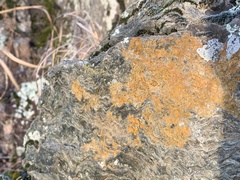 Xanthocarpia feracissima