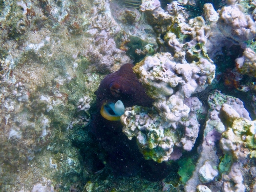 Day Octopus