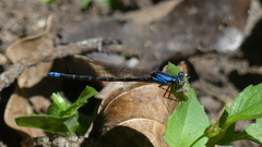 Argia elongata