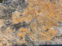 Xanthocarpia feracissima