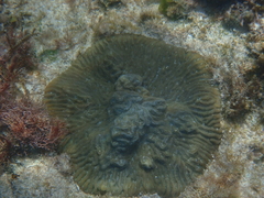 Pseudodiploria clivosa