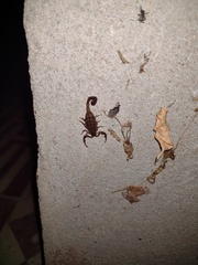 Tityus paraguayensis