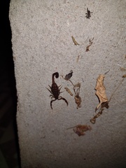 Tityus paraguayensis