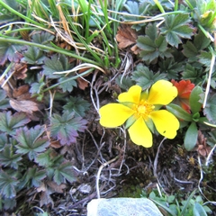Potentilla verna
