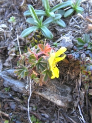 Potentilla verna