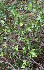 Pittosporum cornifolium