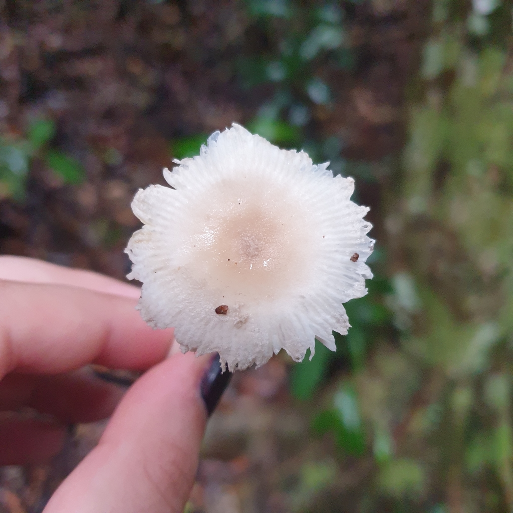 amanita mushrooms from Mount Nebo QLD 4520, Australia on January 05