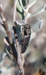 Chrysobothris octocola