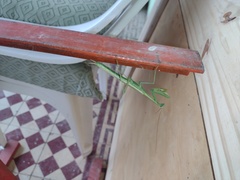 Coptopteryx argentina