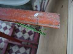 Coptopteryx argentina