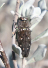 Chrysobothris octocola