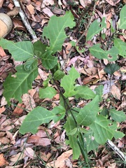 Clerodendrum tomentosum