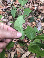 Clerodendrum tomentosum