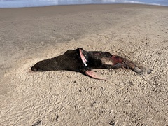 Arctocephalus australis