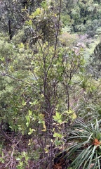 Pittosporum cornifolium