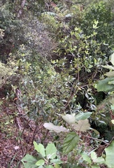 Pittosporum cornifolium