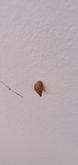 Bulimulus guadalupensis
