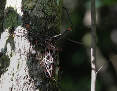 Acrocinus longimanus