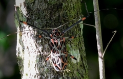 Acrocinus longimanus