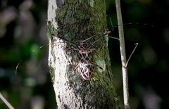 Acrocinus longimanus