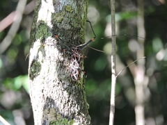 Acrocinus longimanus