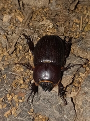 Archophileurus