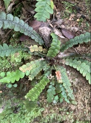 Blechnum membranaceum