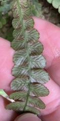 Blechnum membranaceum