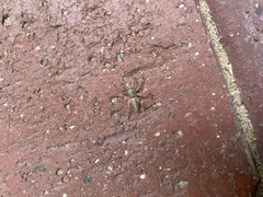 Opisthoncus polyphemus