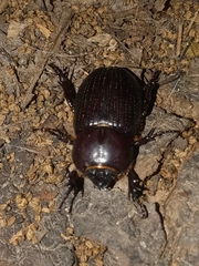 Archophileurus