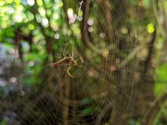 Micrathena militaris
