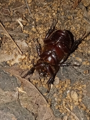 Archophileurus