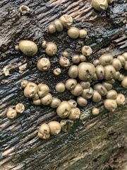 Lycogala epidendrum