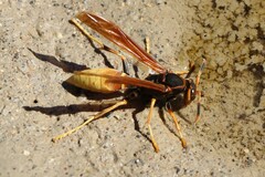 Polistes comanchus