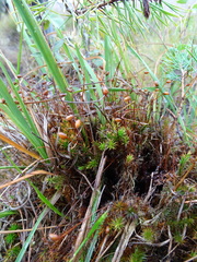 Polytrichum longisetum