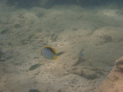 Chaetodon melannotus