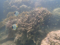 Chaetodon ephippium