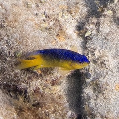 Stegastes leucostictus