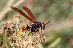 Polistes comanchus