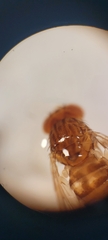 Drosophila mercatorum
