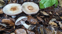 Agaricus kerriganii