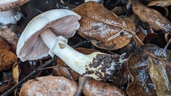 Agaricus kerriganii